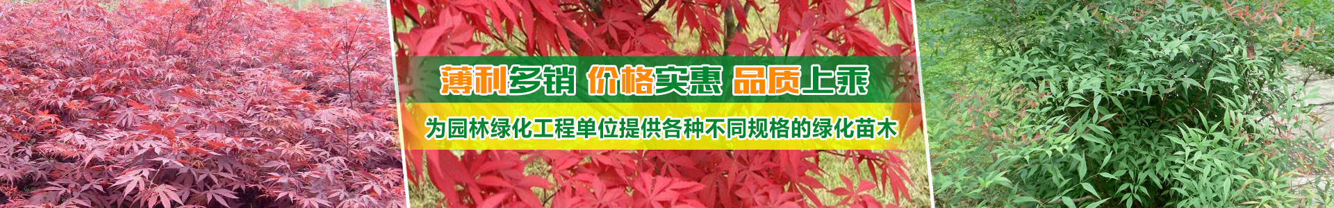 邵陽縣油斯苗木專業合作社_邵陽縣苗木種植基地|邵陽樹苗種植|大葉樟