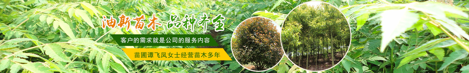 邵陽縣油斯苗木專業合作社_邵陽縣苗木種植基地|邵陽樹苗種植|大葉樟